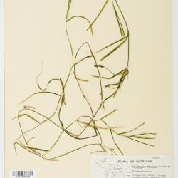 Potamogeton haynesii