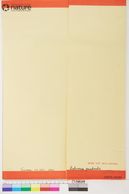 Bolivaria Cham. & Schltdl.