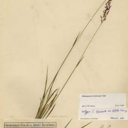 Calamagrostis Adans.