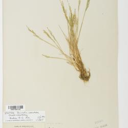 Puccinellia nutkaensis