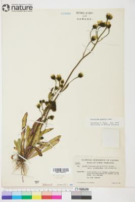 Hieracium triste