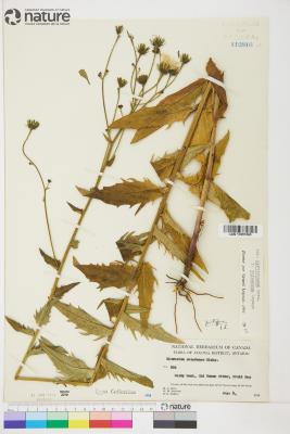 Hieracium umbellatum