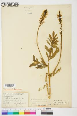 Astragalus williamsii