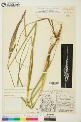 Elyleymus ungavensis