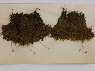 Isopaches alboviridis