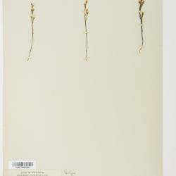 Bartonia Muhl. ex Willd.