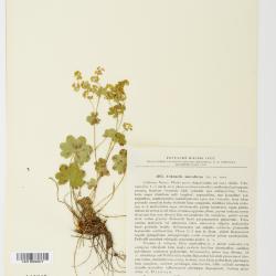 Alchemilla L.
