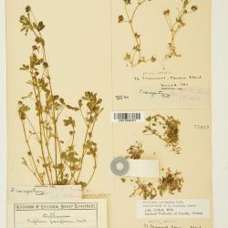 Trifolium Tourn. ex L.