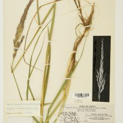 Elyleymus ungavensis