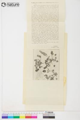 Lupinus flavoculatus