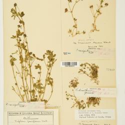 Trifolium Tourn. ex L.