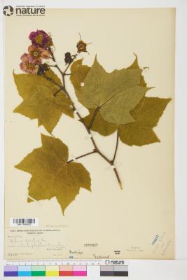 Rubus odoratus