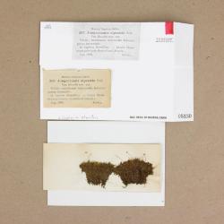 Isopaches alboviridis