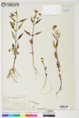 Bidens connata