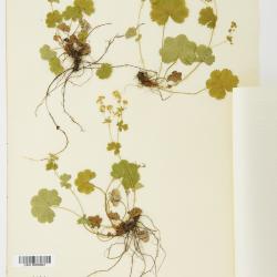 Alchemilla L.