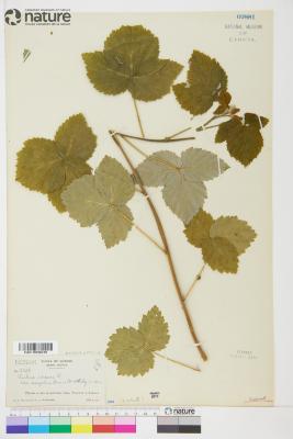 Rubus idaeus