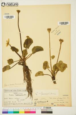 Caltha L.