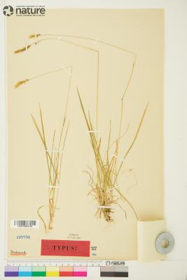 Anthoxanthum nipponicum