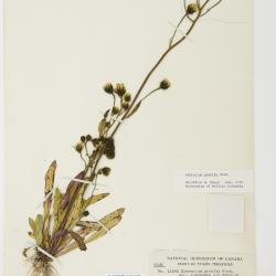 Hieracium triste
