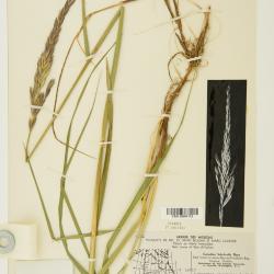 Elyleymus ungavensis