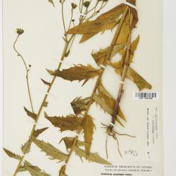 Hieracium umbellatum