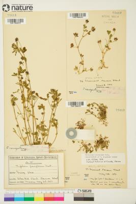 Trifolium Tourn. ex L.