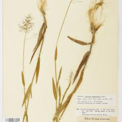 Dichanthelium lindheimeri