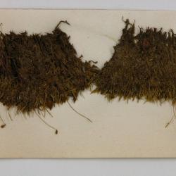 Isopaches alboviridis