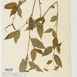 Tradescantia Ruppius ex L.