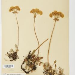 Eriogonum umbellatum