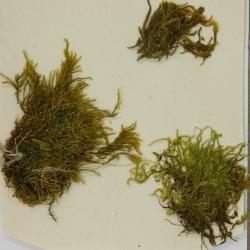 Drepanocladus sendtneri