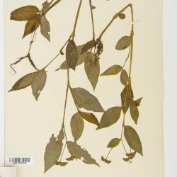 Tradescantia Ruppius ex L.