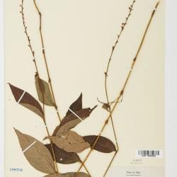 Persicaria virginiana