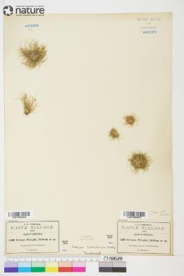 Scirpus Tourn. ex L.