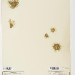 Scirpus Tourn. ex L.