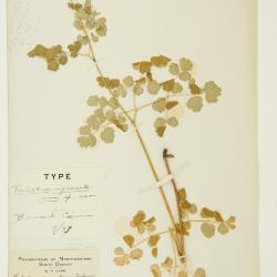 Thalictrum nigromontanum