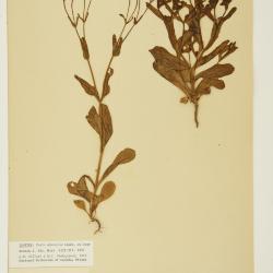 Valerianella amarella