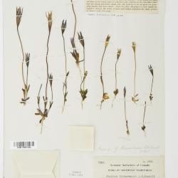 Gentianopsis detonsa