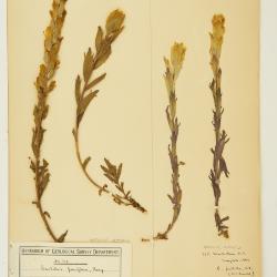 Castilleja levisecta