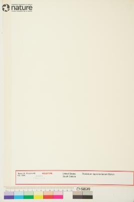 Thalictrum nigromontanum