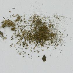 Blindiadelphus campylopodus