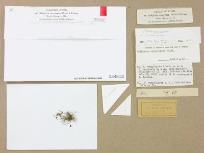 Blindiadelphus campylopodus