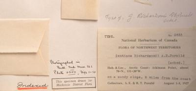 Gentianopsis detonsa