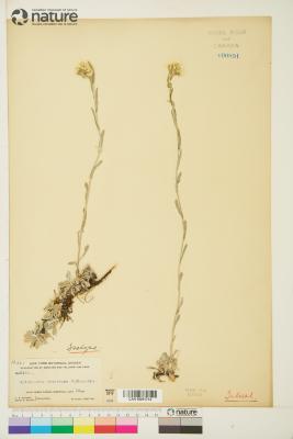 Antennaria microphylla