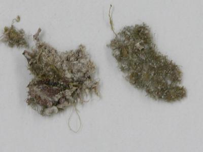 Mesoptychia mayebarae