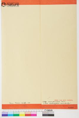 Arctagrostis Griseb.