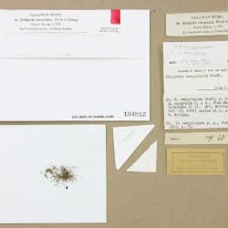 Blindiadelphus campylopodus