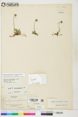 Antennaria monocephala