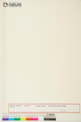 Antennaria monocephala