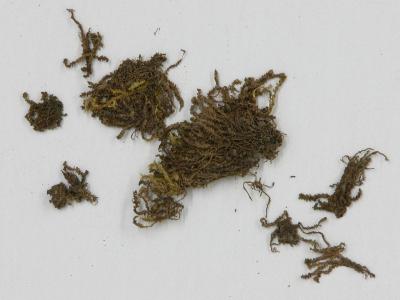 Solenostoma hattorianum